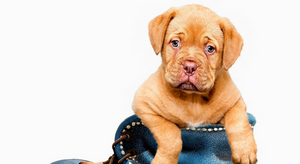House Training Your New Puppy