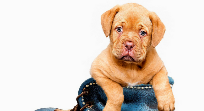House Training A New Puppy